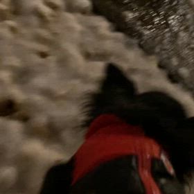 犬がみんな走るわけではないの画像