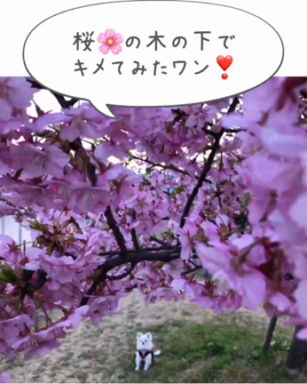 クンカブルの思い出^_^！の記事動画