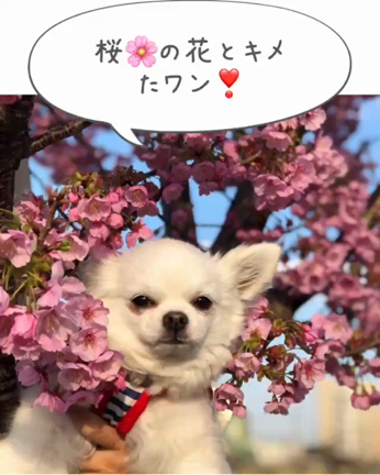 クンカブルの思い出^_^〜2の記事動画