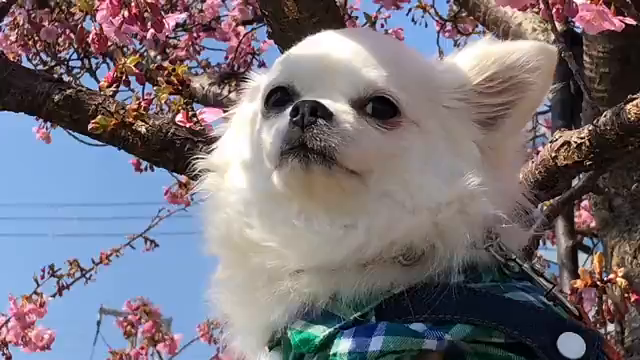 今日は、お花見(ᵔᴥᵔ)日和ですよぉ〜！！の記事動画