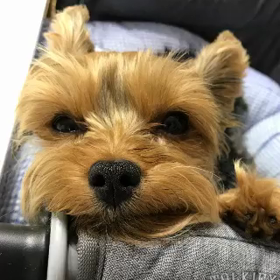 今日のこまちゃんの画像