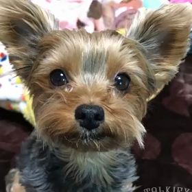 おちごといきたい！の画像