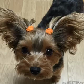 ぷりたん、おたんじょーびおめでと！の画像