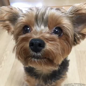 みんなありがとぉ！こまたんたいになりまちた！の画像
