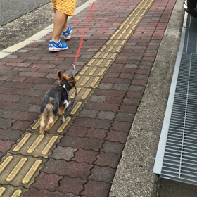 あほん歩の画像