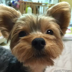 かんとーちーむのみんなにめっちぇーじ╭( ･ㅂ･)و ̑̑の画像