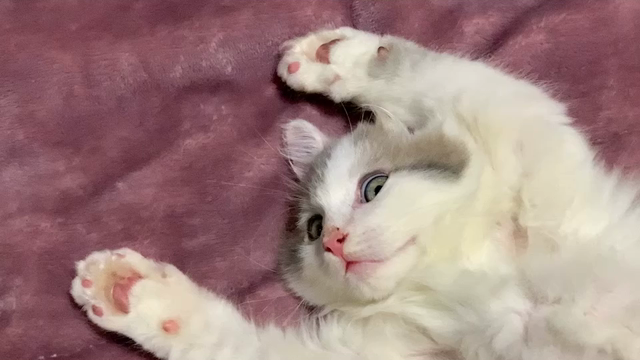 魅せられて…の記事動画