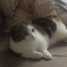 本物は違いますねの画像