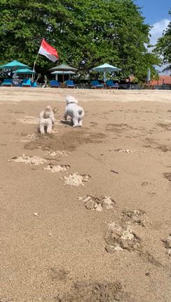 バリの可愛い生き物の記事動画