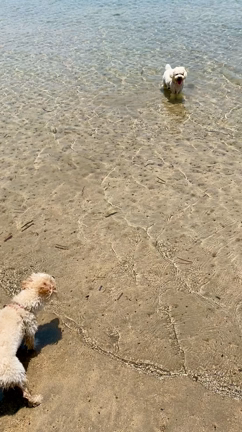 シロアリ駆除の裏側での記事動画