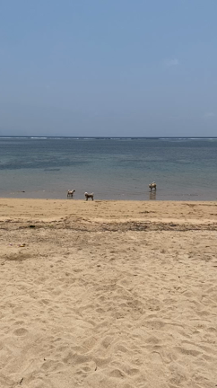 シロアリ駆除の裏側での記事動画