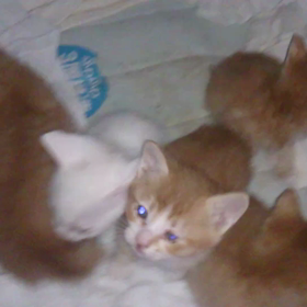 子猫の五人兄弟の画像