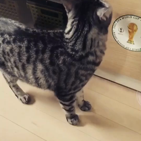 飼い猫のまやさん奮闘記③の画像