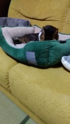 昨日からのちびしまくんの記事動画