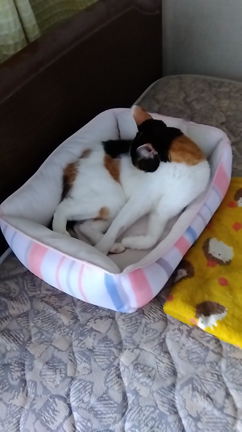 七夕にお願いしたい事の記事動画
