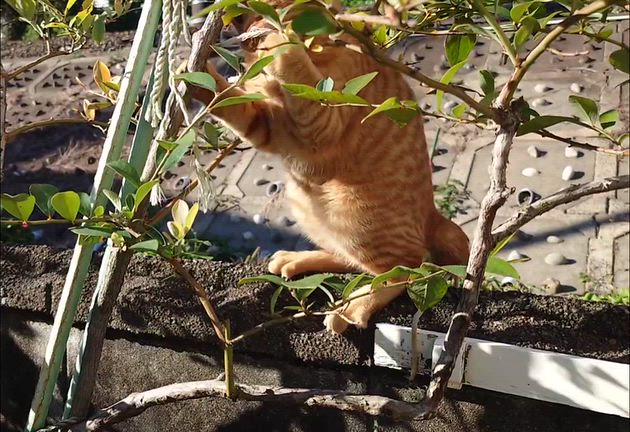 ブルーベリーと茶トラ猫の記事動画