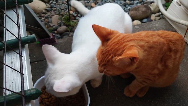 カメラで遊ぶ男たちの記事動画