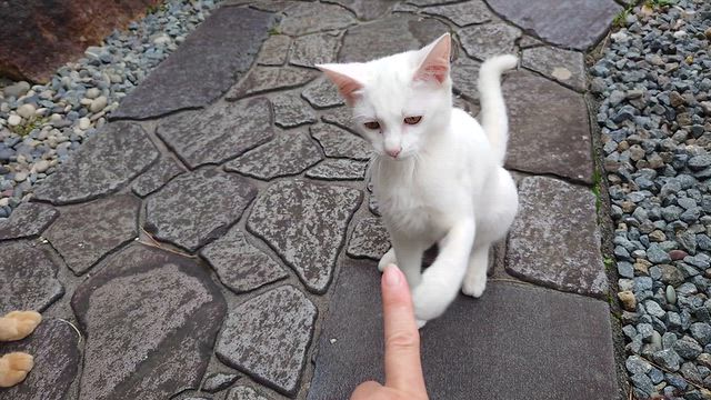 花火ちゃんの連日のお勉強と声が出た2件の記事動画