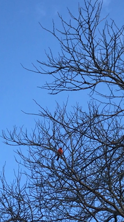 訂正します★Cardinalがやってきた。の記事動画