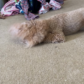 ほふく前進犬の画像