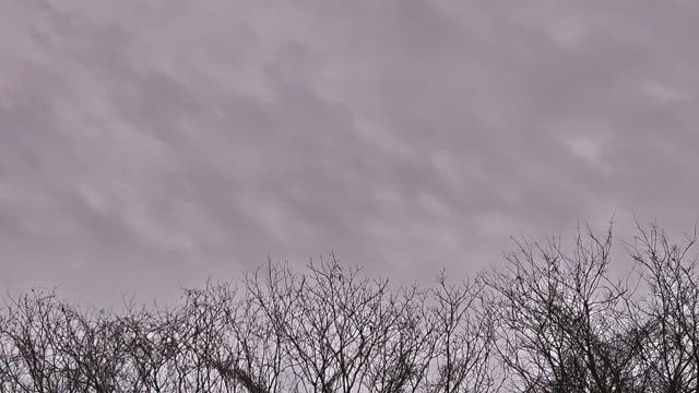 マリモの日の記事動画