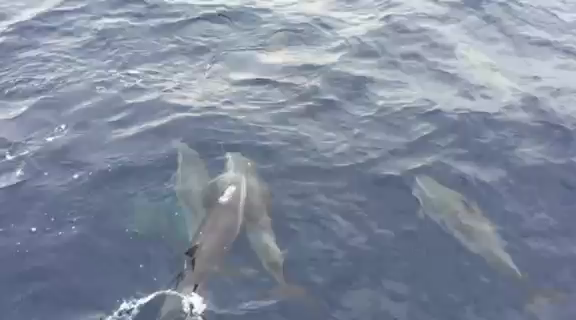 陸が恋しいあなたへ♪♪の記事動画