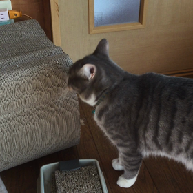 ネコケツの画像