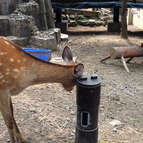 a fawnの画像