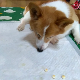 歩けない愛犬の画像