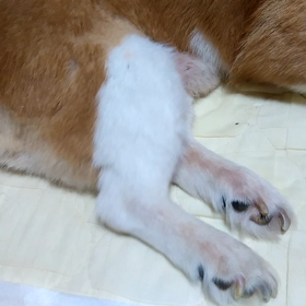 銀ちゃんの足の震え止めての画像