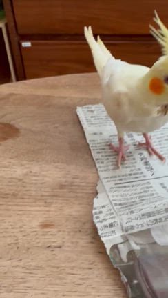 【インコ】ロックジョー症候群と誤嚥性肺炎。オカメの闘いと別れ　後編の記事動画