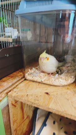 【インコ】ロックジョー症候群と誤嚥性肺炎。オカメの闘いと別れ　中編の記事動画