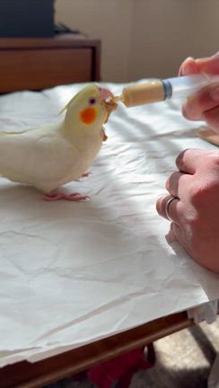 【インコ】ロックジョー症候群と誤嚥性肺炎。オカメの闘いと別れ　中編の記事動画