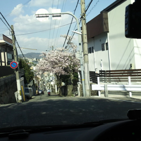 摩耶ケーブルの桜トンネルの画像