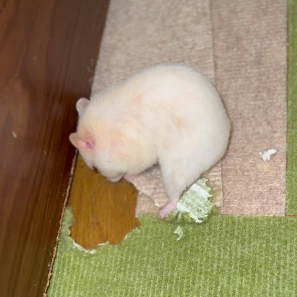 元気だと安心するの記事動画