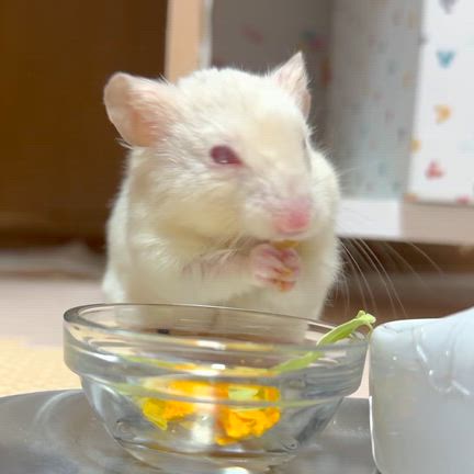 不器用で愛しいの記事動画
