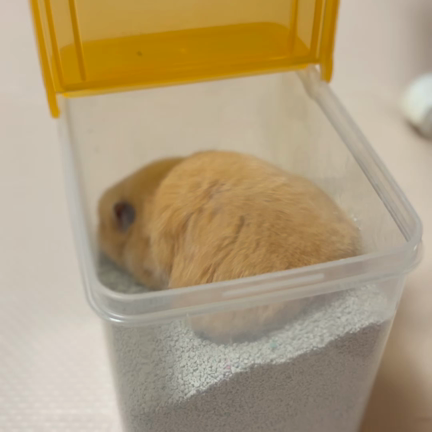音を鳴らして教えるの記事動画