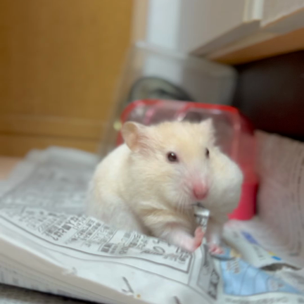 たまこ１歳になるの記事動画