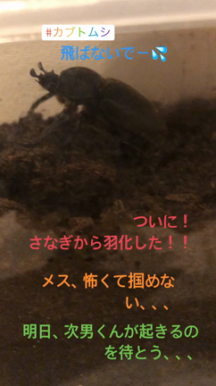 カブトムシがついに羽化した！！の記事動画