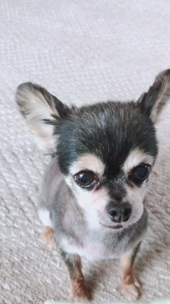 【ひとりごと】息子を育ててくれた犬とネコの話しの記事動画
