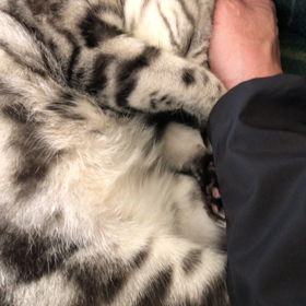 昨日は何だったんだろうの画像