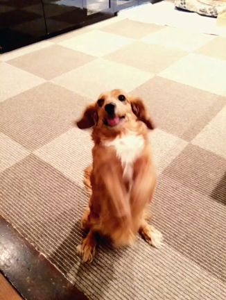 ちょうだい♡の記事動画