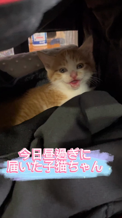 可愛い家族がふえましたの記事動画