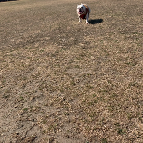 walk the lovely dog!の画像