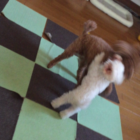ガウガウ遊びの画像
