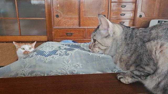 ねこたち。の記事動画