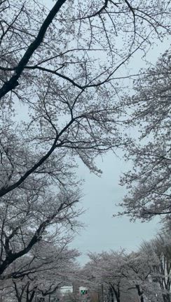 桜の記事動画