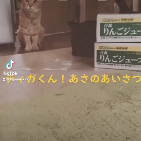ティガ　あさのあいさつ　#猫のいる暮らし　#ねこの画像