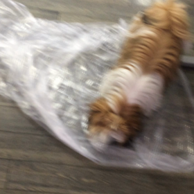 今日のキャンディの画像