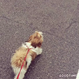 今日のキャンディの画像
